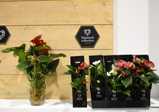 De mini Anthuriums uit de Diamond collectie van Houwenplant.